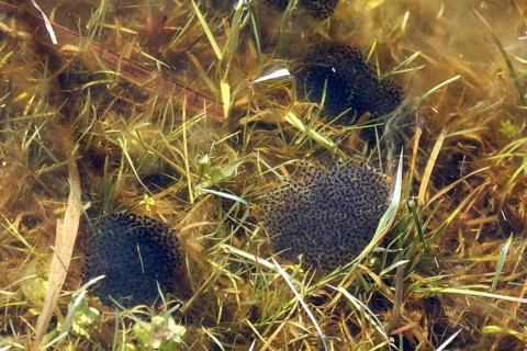 Moor frog