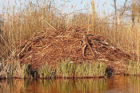 Beaver