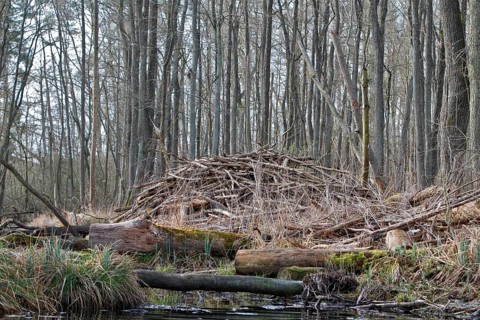 Beaver