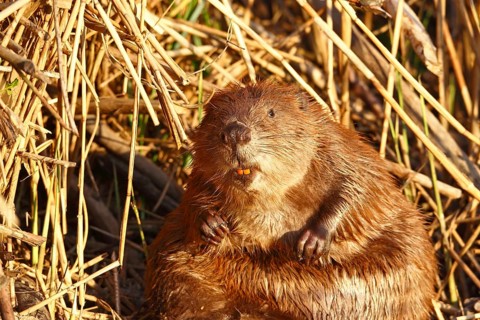 Beaver