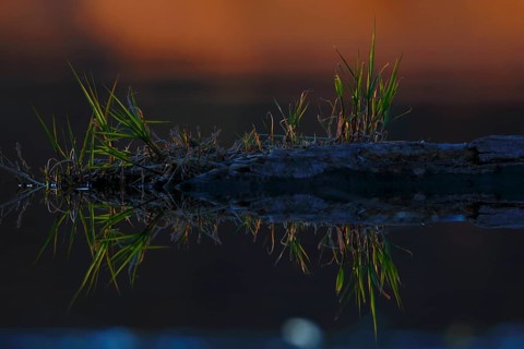 Deadwood with pioneer vegetation in backlight