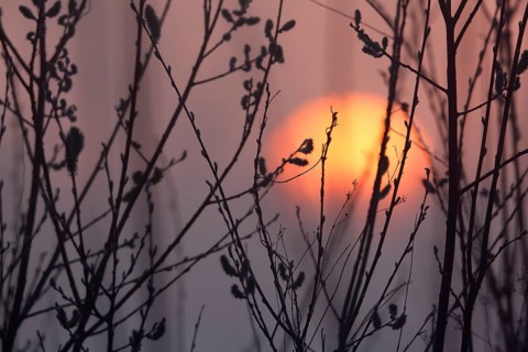 Sunset in the Alder Marsh Forest