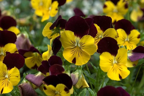 Flowering horned pansy
