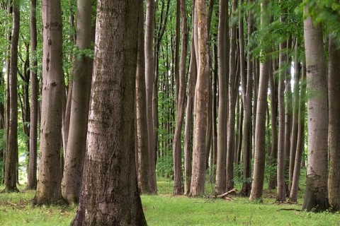 Beech