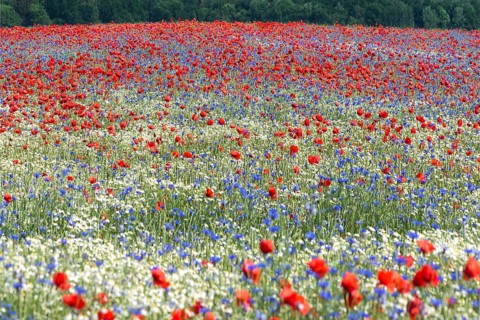 Field with flowering poppy flowers
