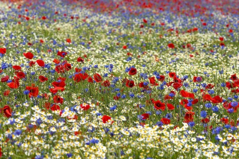 Field with flowering poppy flowers