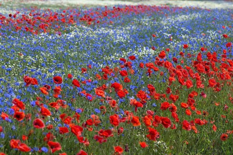 Field with flowering poppy flowers