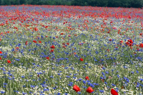Field with flowering poppy flowers