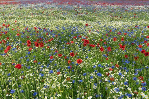 Field with flowering poppy flowers