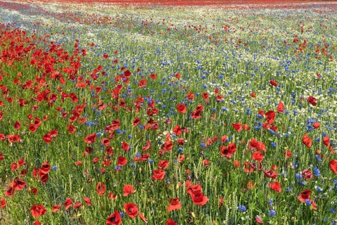 Field with flowering poppy flowers