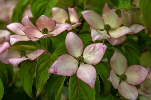 Blossoms of Japanese kousa dogwood