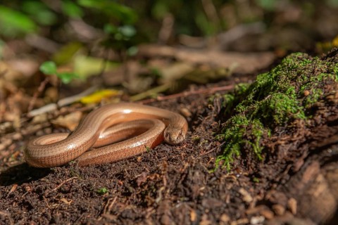 Slow worm