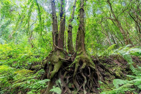 Laurel Forest Los Tilos
