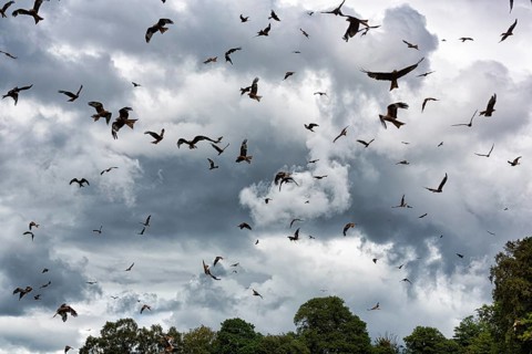 Flock of red kites