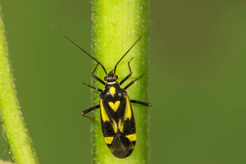 Soft bug