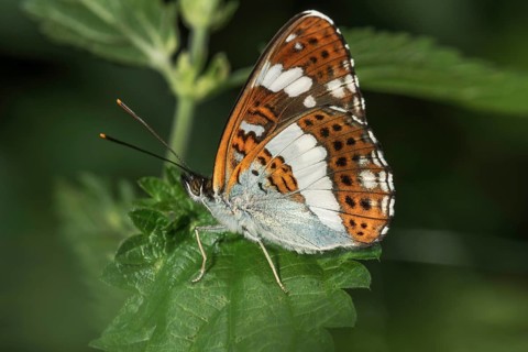 White admiral
