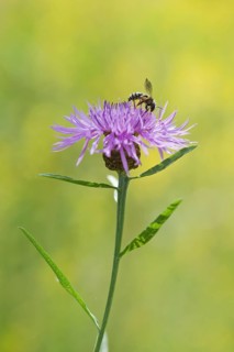 Meadow knapweed