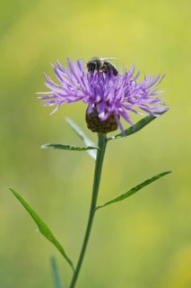 Meadow knapweed