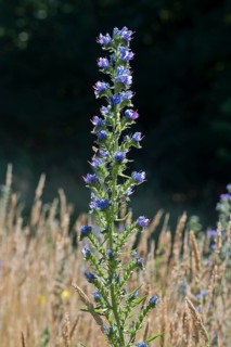 Viper's bugloss