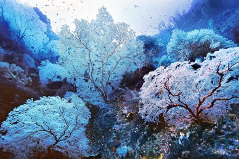 Gorgonians