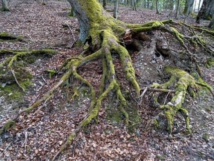 Tree roots in the Kellerwald-Edersee National Park