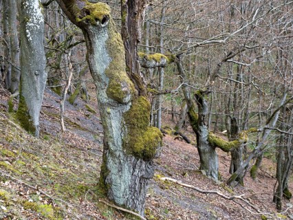Gnarled trees in the Kellerwald-Edersee National Park