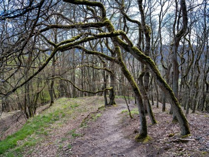 Gnarled trees along a hiking trail in the Kellerwald-Edersee National Park