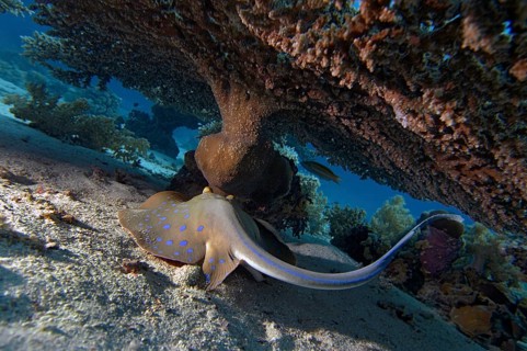 Blue-spotted ray