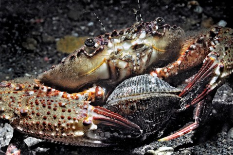 Crab eating mussel