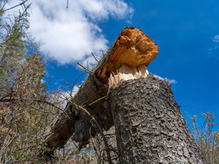 Fallen trees in Kellerwald-Edersee National Park