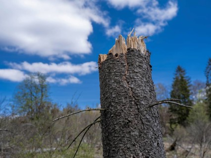 Fallen trees in Kellerwald-Edersee National Park