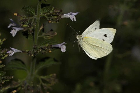 Cabbage butterfly