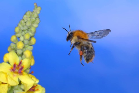 Field bumblebee