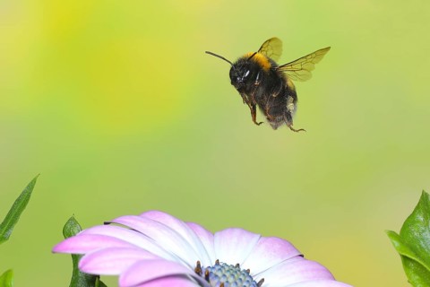 Dark earth bumblebee