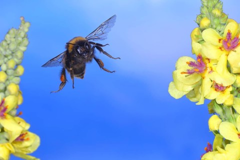 Dark earth bumblebee