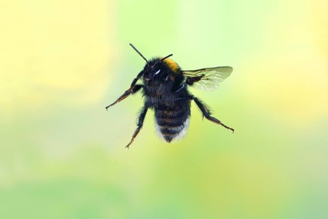 Dark earth bumblebee