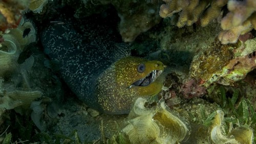Yellow Edged Moray Eel