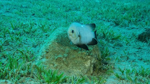 Damsel Damsel guards the eggs on the stone. Breeding period. Domino Damsel