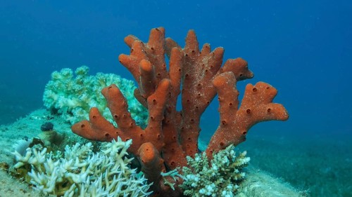 Close-up of the Red Toxic Finger-sponge