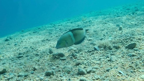 Cigar Wrasse