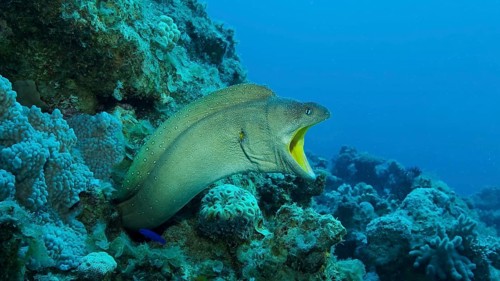 Close-up portrait of Moray with open mouth peeks out of its hiding place. Yellow-mouthed Moray Eel