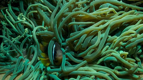 Close-up of Clownfish in fluorescent anemone. Red Sea Anemonefish
