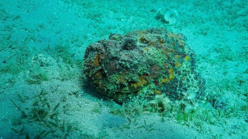 Close-up of the Stonefish lies on sandy bottom covered with green seagrass. Reef Stonefish