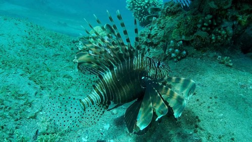 Common Lionfish or Red
