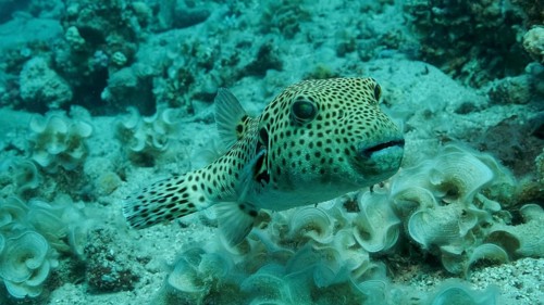 Close-up of Pufferfish