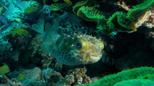 Porcupinefish is hiding under under Lettuce coral. Ajargo