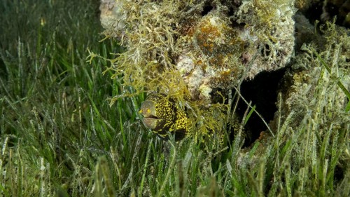 Close-up of Moray on coral reef. Snowflake moray