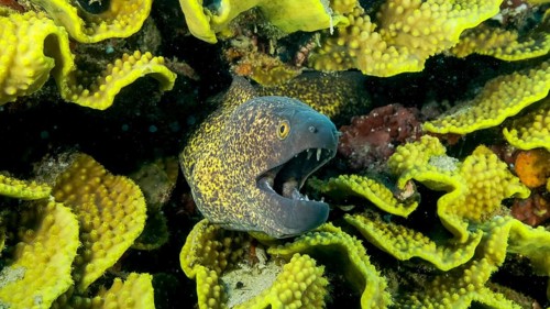 Yellow Edged Moray Eel