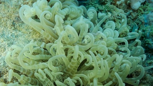 Small transparent shrimp sits on an anemone. Red Sea