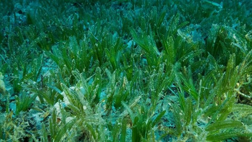 Close-up of the Halophila seagrass. Camera moving forwards above seabed covered with green seagrass. Underwater landscape. Red sea